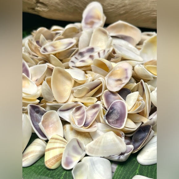 100 Florida Assorted Shells Coquinas, Tellins, Wedge Mixed 
Collect DIY Crafting - Picture 12 of 16